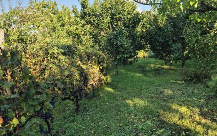 Vidiecky dom s výnimočnou záhradou v obci Méra