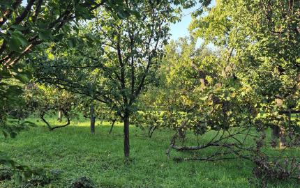Vidiecky dom s výnimočnou záhradou v obci Méra