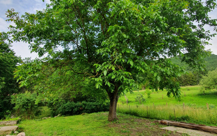 REZERVOVANÝ- EXKLUZÍVNE LEN PRE NÁROČNÝCH HOLLÓHÁZA