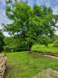 REZERVOVANÝ- EXKLUZÍVNE LEN PRE NÁROČNÝCH HOLLÓHÁZA