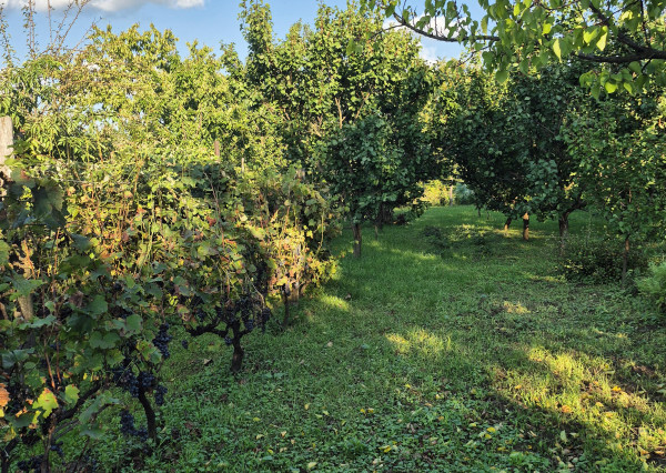 Vidiecky dom s výnimočnou záhradou v obci Méra