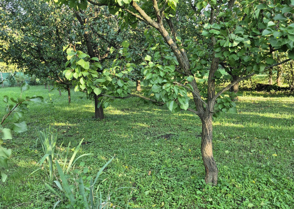Vidiecky dom s výnimočnou záhradou v obci Méra